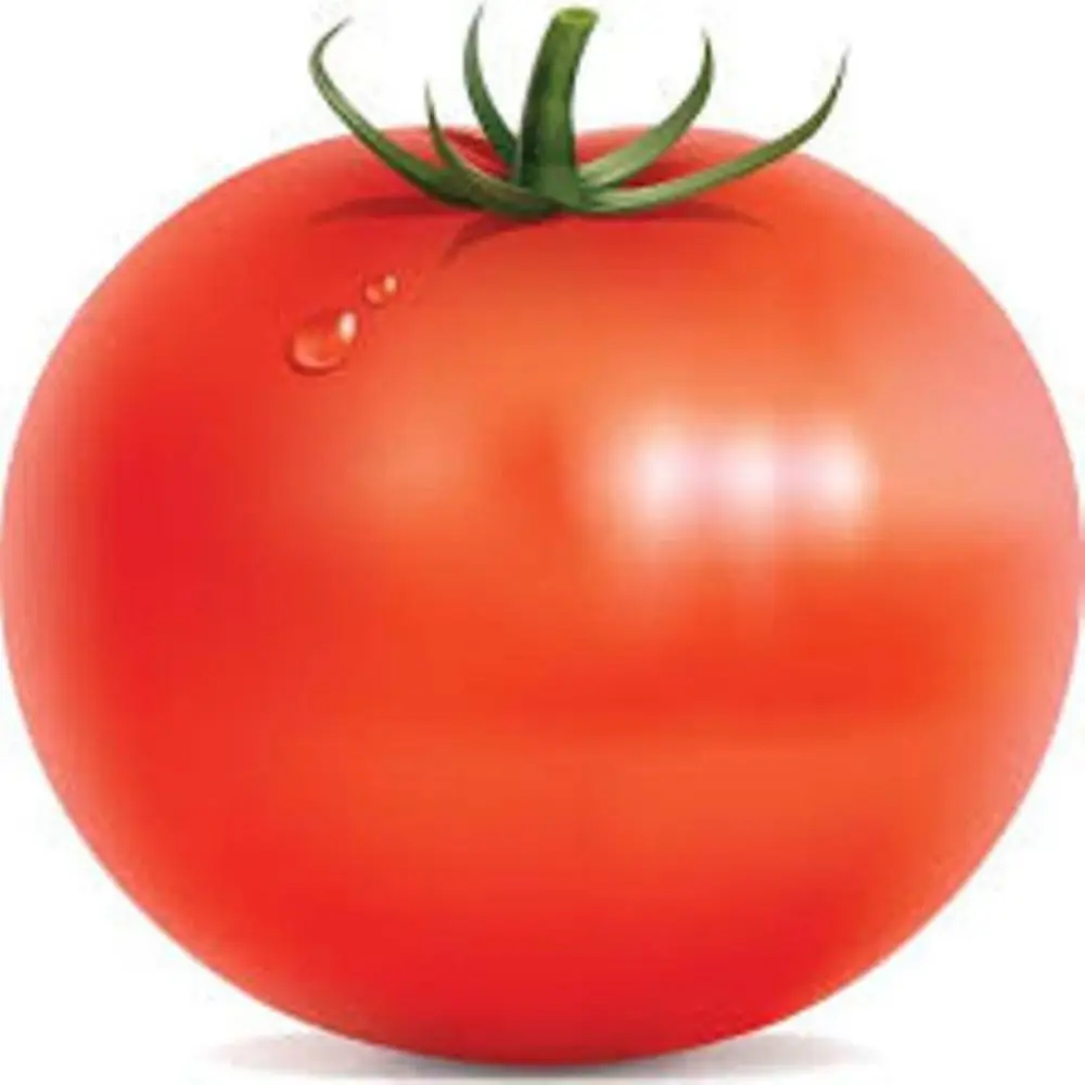 TOMATO VRAJ PETER F1  export by Air