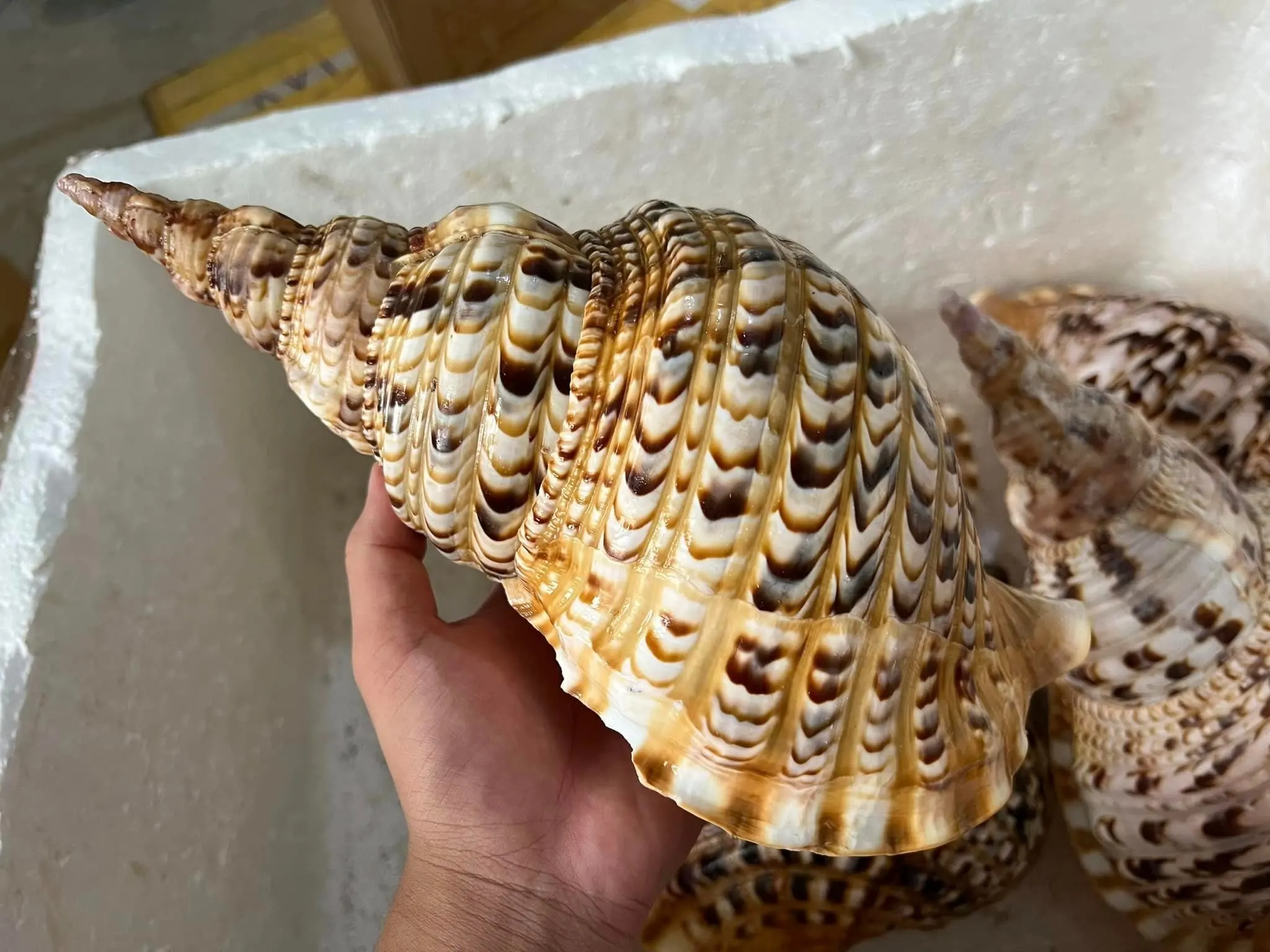 Queen large triton trumpet shells ocean collectible big size large natural empty seashells from Vietnam coastal beach
