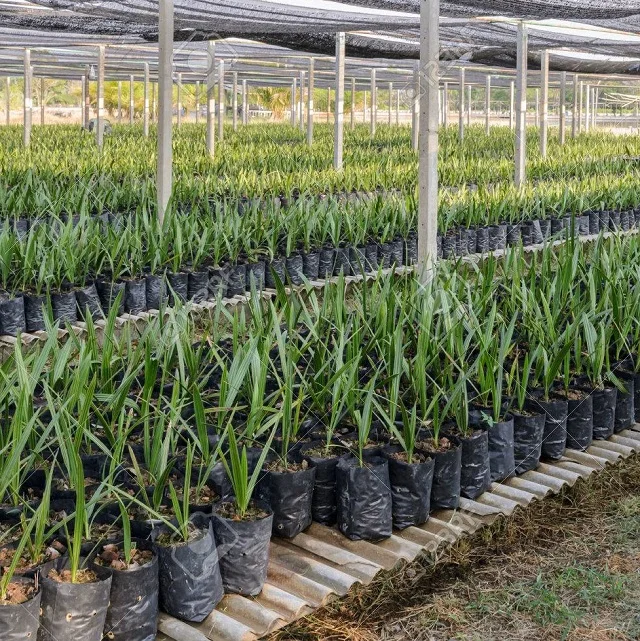 Best fertilizers is manure high-potassium fertilizer use the seeds from any variety of date to start a date palm tree fastest-gr