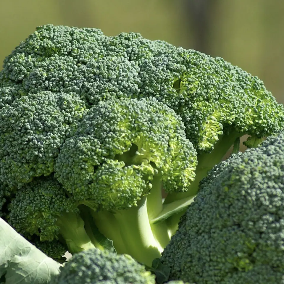 Fresh broccoli supplier from China good quality fresh broccoli  wholesale broccoli