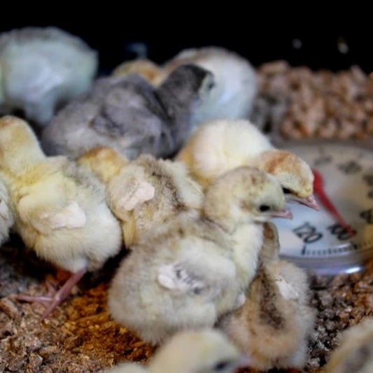 Hatching Turkey Eggs for Sale
