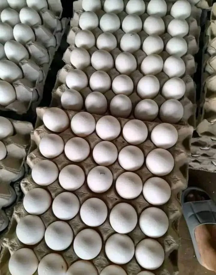 Fresh Organic White Chicken Eggs Competitive Price Wholesale Farm Fresh Chicken Table Eggs for human consumption /  Chicken Eggs