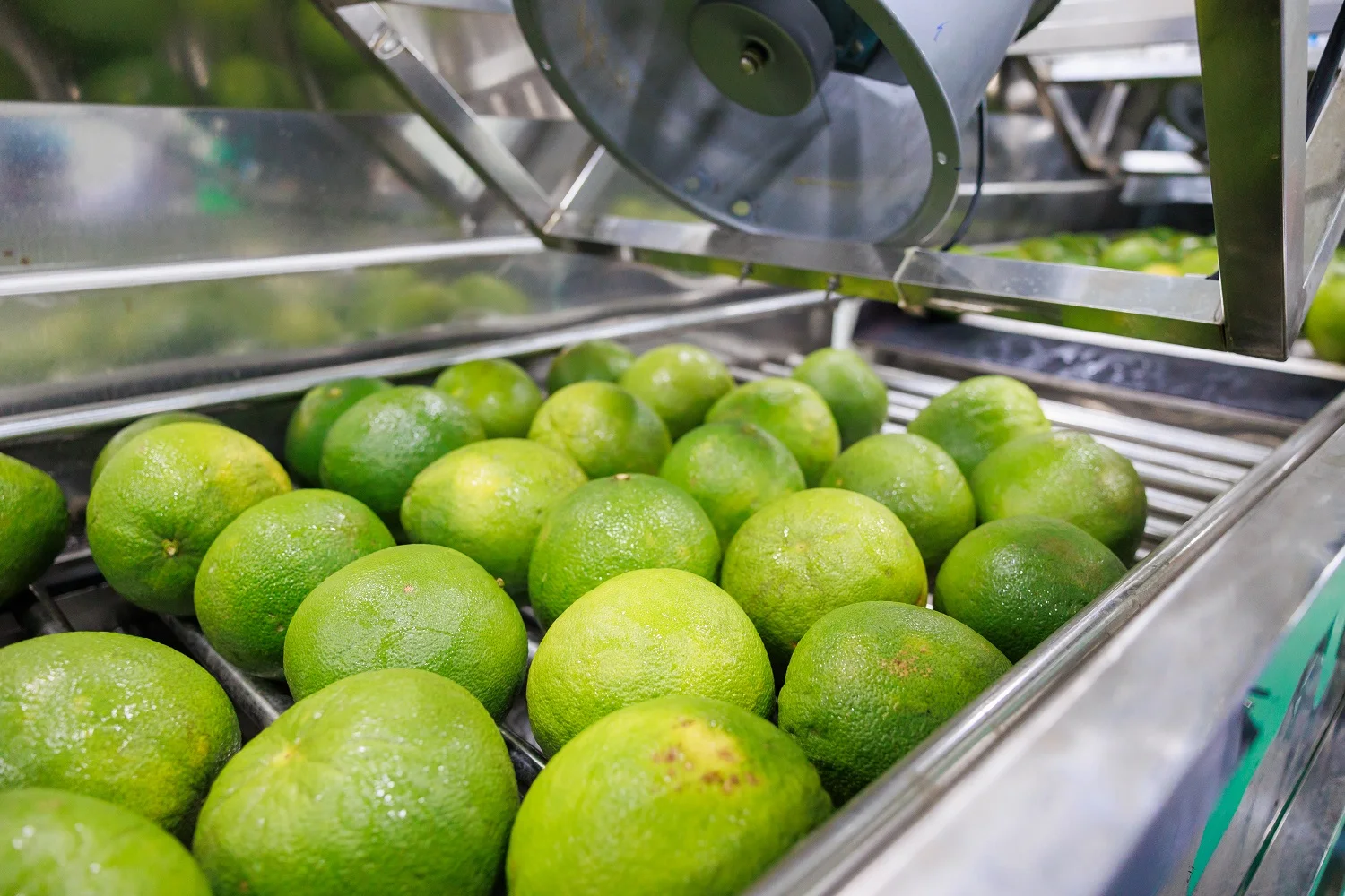 High Grade Organic Pomelo Grapefruit Natural Sweet Taste with Green Skin Fresh Citrus Fruit in Common Carton Box