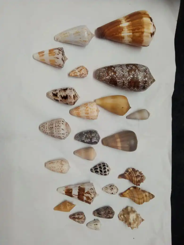 Natural Sea Shells in Assorted Size and Shapes Ideal for Shell Crafts Resale by Supply Stores