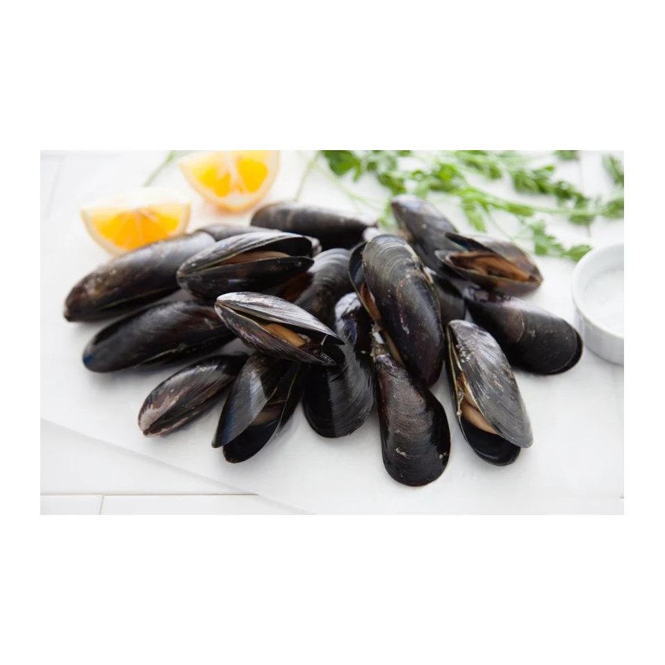 Low price seafood shellfish frozen half shell mussel
