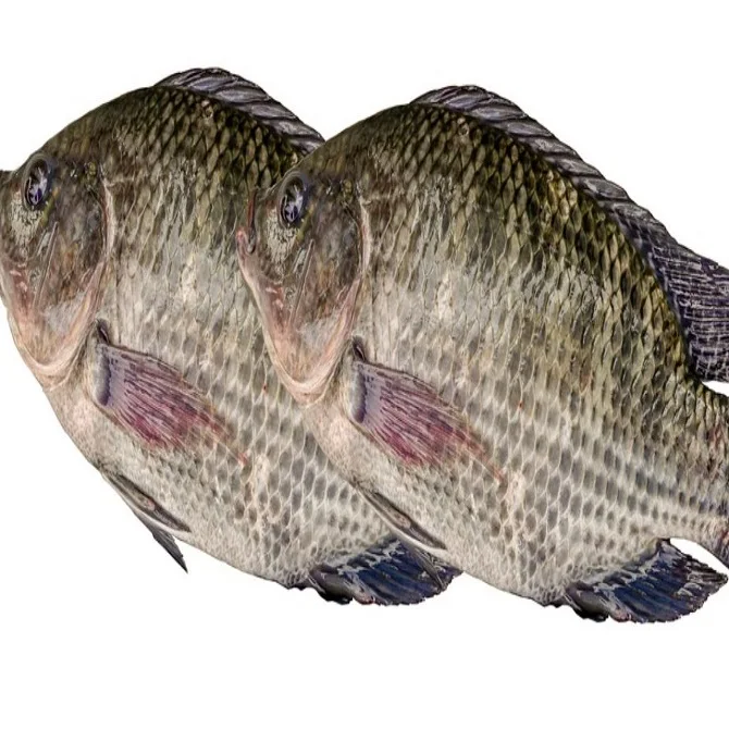 High Quality IQF Frozen Mixed Black & Red Tilapia Fish with Good Price