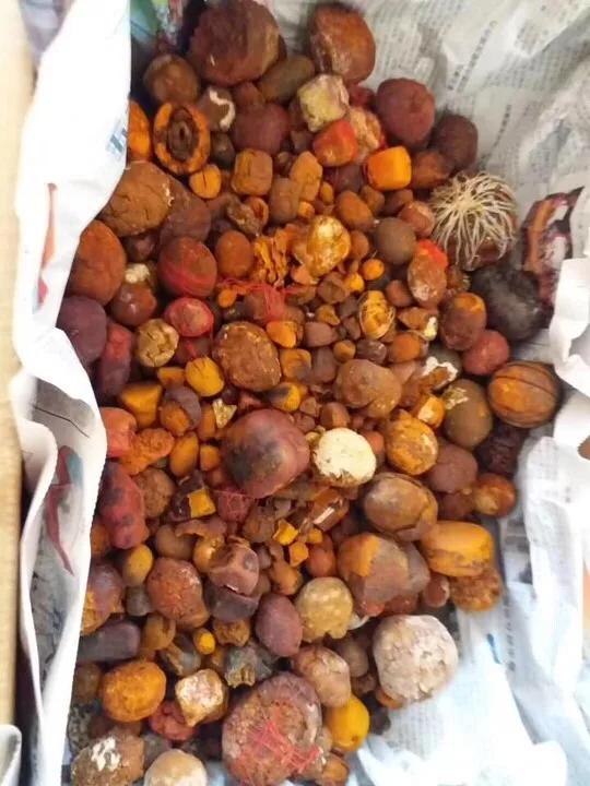 Ox Gallstones Cattle OX Cow Gallstones Buy Cow Gallstones with the best wholesale price