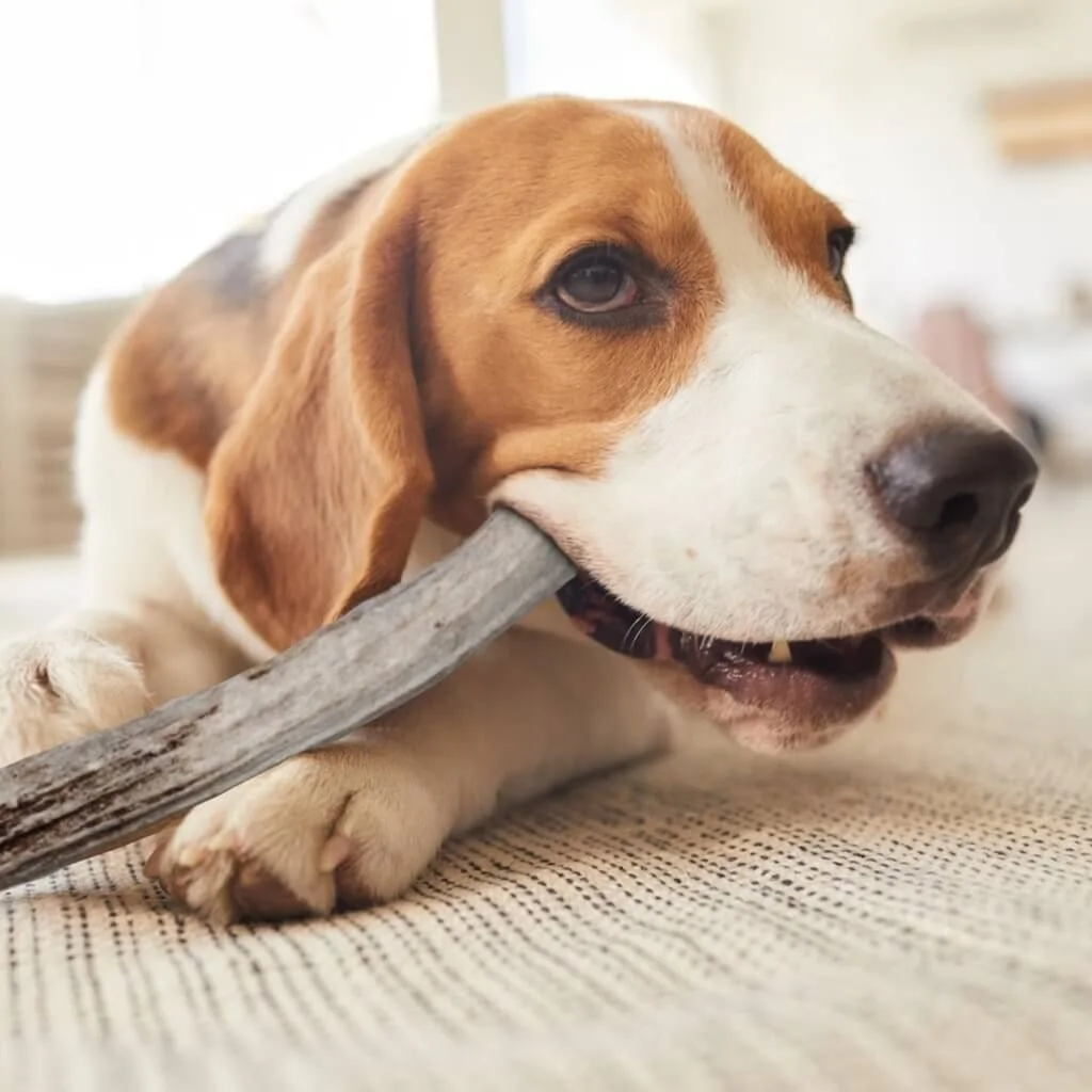 All-Natural Buffalo Horn Dog Chew - Long Lasting ... Dog Chew Pet Toys Buffalo horn for Loving pet Food dog chew