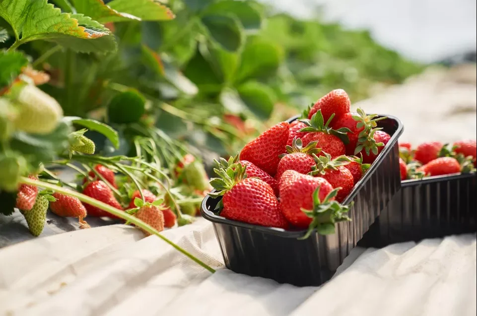Wholesale Japanese premium farm sweet fresh strawberry fruit