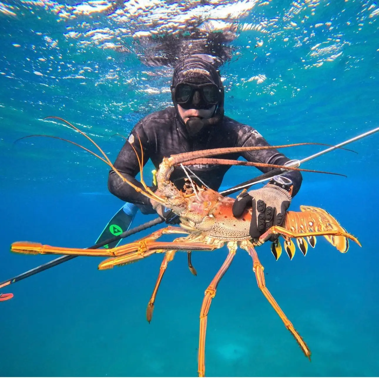 Frozen Lobsters Style Packaging Lobster Holiday Weight Shelf Origin Type Life Size BRC Days Place Model COMPANY Freezing Process