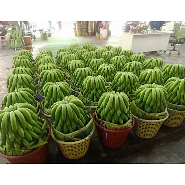 Hot Sale Best Quality Hom thong Banana  From Thailand