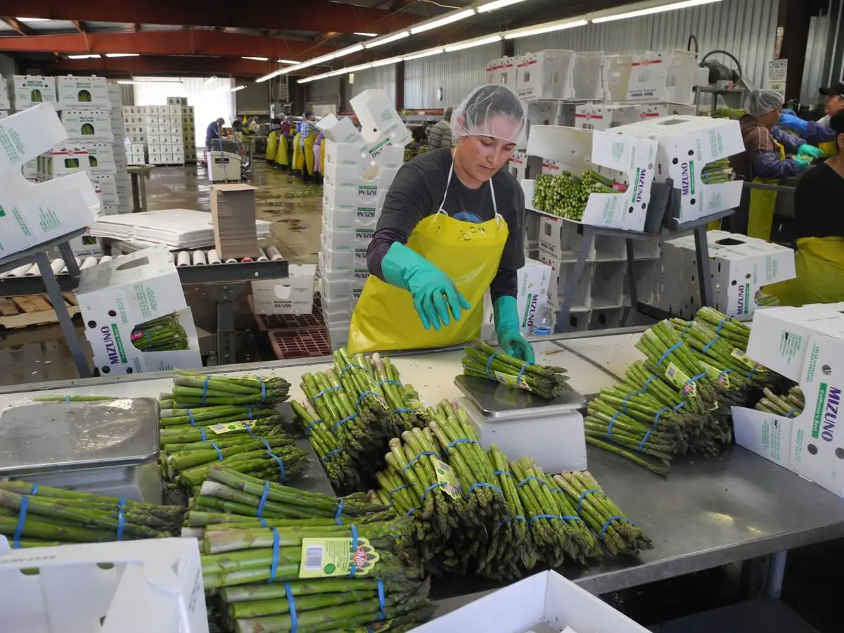 2022 New Crop A Grade Fresh Asparagus vegetable Length 4 - 9 cm long Fresh Asparagus Top Quality for supply from Africa