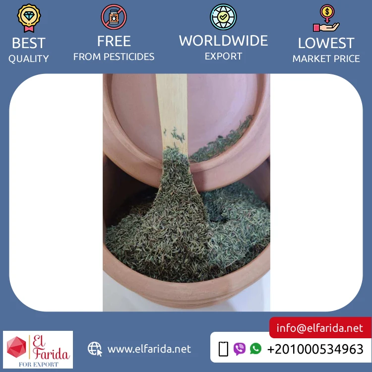 Egypt Origin Exporter of Excellent Quality Bulk Sale Single Spices & Herbs Products Green Thyme Leaves at Factory Price
