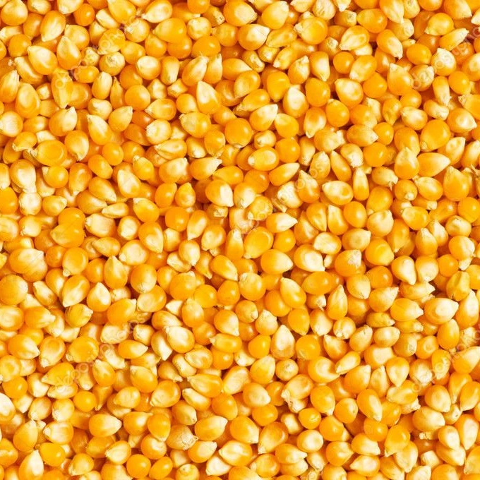 BUY PREMIUM QUALITY YELLOW CORN YELLOW MAIZE DRIED YELLOW CORN