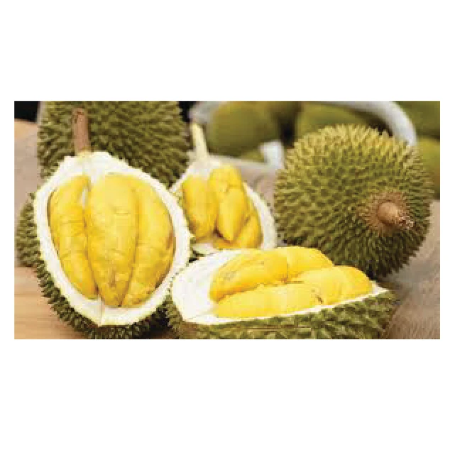 Wholesale Product Fresh Durian Fruit and Frozen Durian Products High quality to the US market