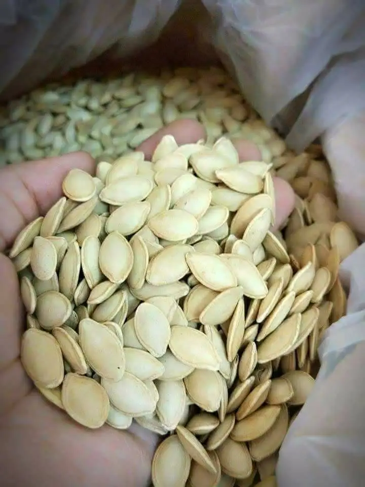 Good Quality Direct Factory Sale Supplier Manufacturer of 100% Organic Natural Fresh Pumpkin Seeds Kernel