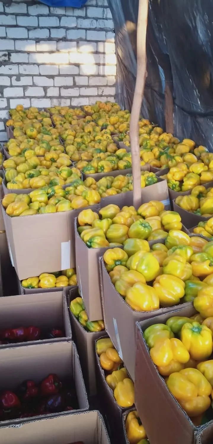 Fresh sweet peppers (red / green / yellow) of high quality from Egypt