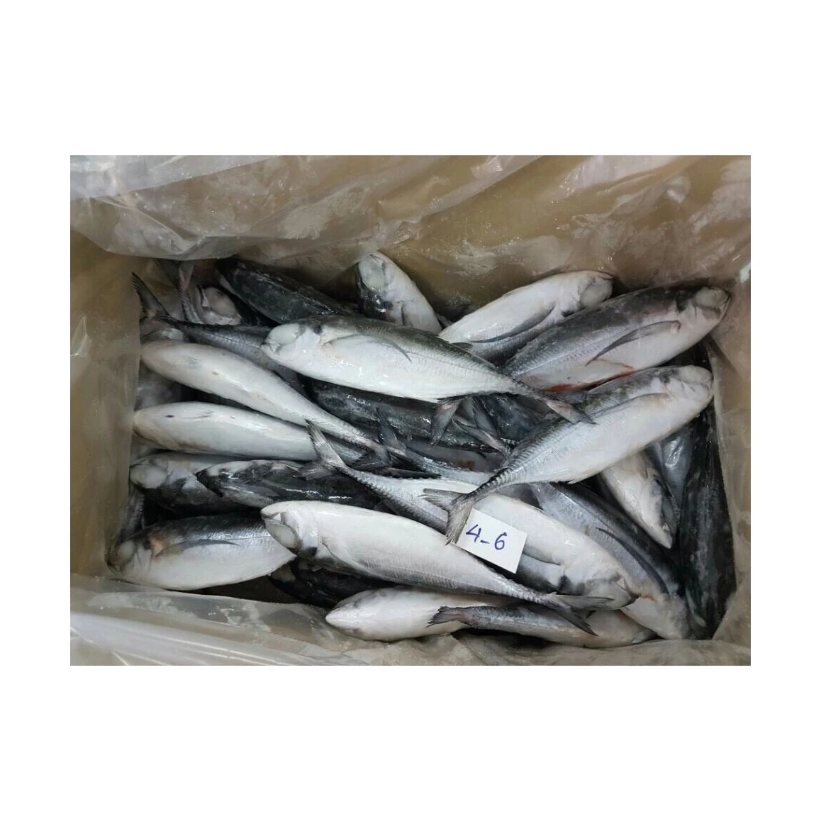 Чистое качество атлантическая рыба скумбрии замороженные морепродукты оптом по низкой цене