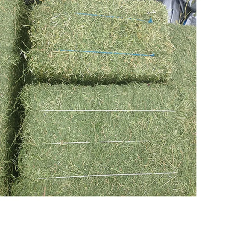 Alfalfa Hay at very cheap price / Quality Rhodes Grass Hay Alfalfa