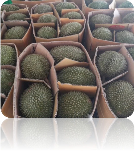 Fresh Durian  Hot Selling from Vietnam (+84 983 028 718)