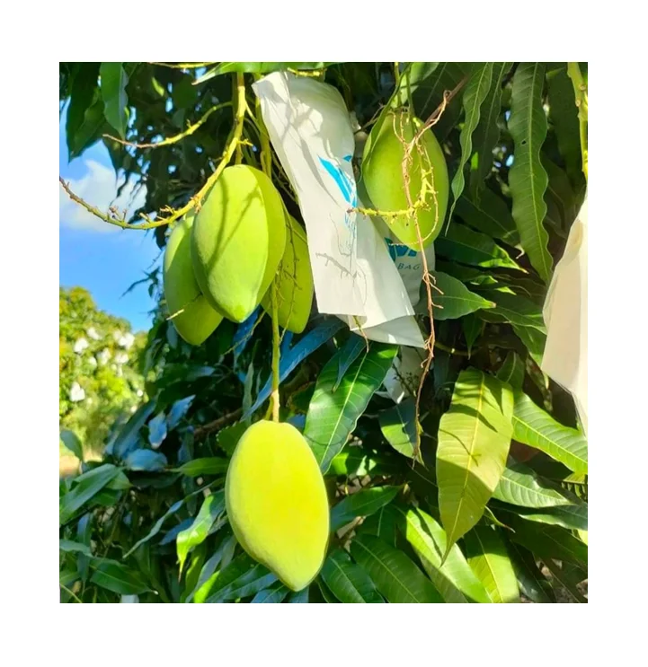 Premium Bulk Fresh Mango product