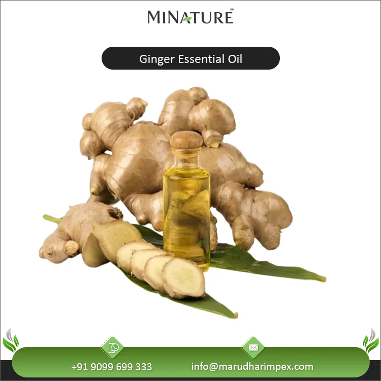 Hot Selling Customized Label High Quality OEM Bulk Supply Natural 100% Pure Ginger Essential Oil from India