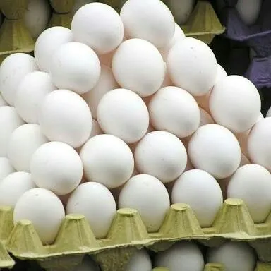 Оптовый Поставщик свежих фермерских яиц бройлеров белых