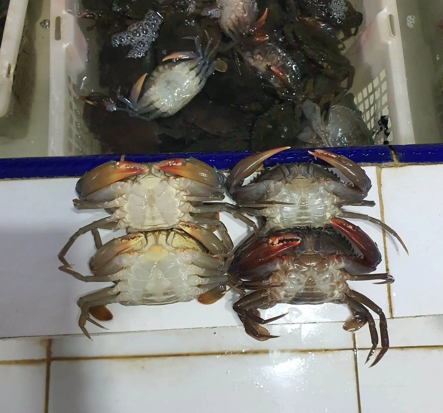 Замороженная мягкая оболочка-краб, полностью круглая, хорошего качества, индонезийского происхождения