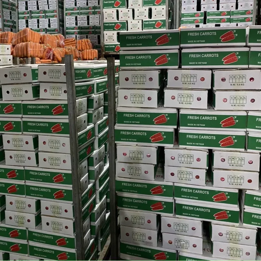 Carrot fresh organic carrots high quality in carton professional export fresh carrot high quality