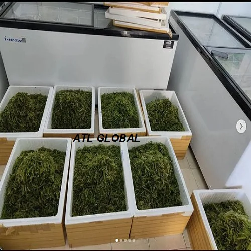 BEST PRICE DEHYDRATED SEA GRAPES HIGH QUALITY SEA GRAPES FROM ATL GLOBAL