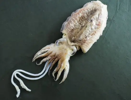 Altawakal Frozen Foods Hot Selling Frozen Cuttlefish Delicious Nutritious Top Quality For Export from Pakistan