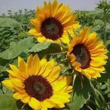 Oil extraction sunflower seed bulk supplier from India wonder prices