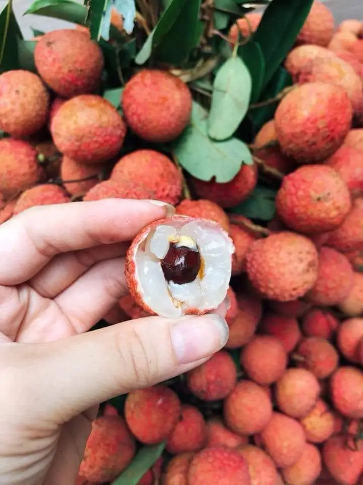 Fresh Lychee wholesales premium quality delicious natural juicy taste export vietnam new crop 2023