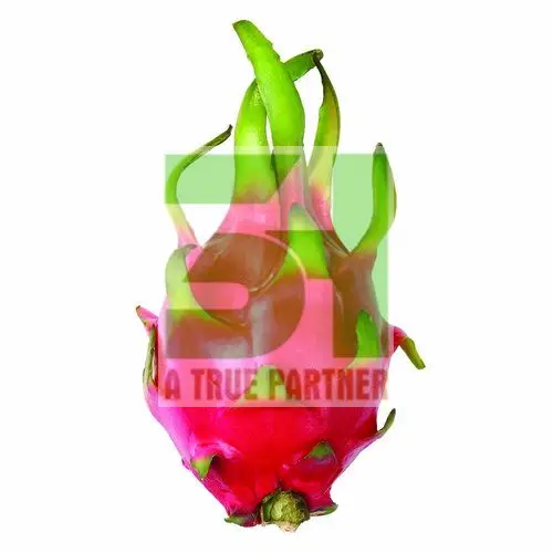 Dragon Fruit  from 100% Organic Fresh In Agricultural Vietnam Ready To Ship With Best Supporting Policies