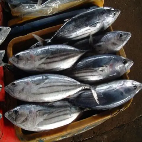Best price Fresh Frozen Bonito Tuna Fish Exporter