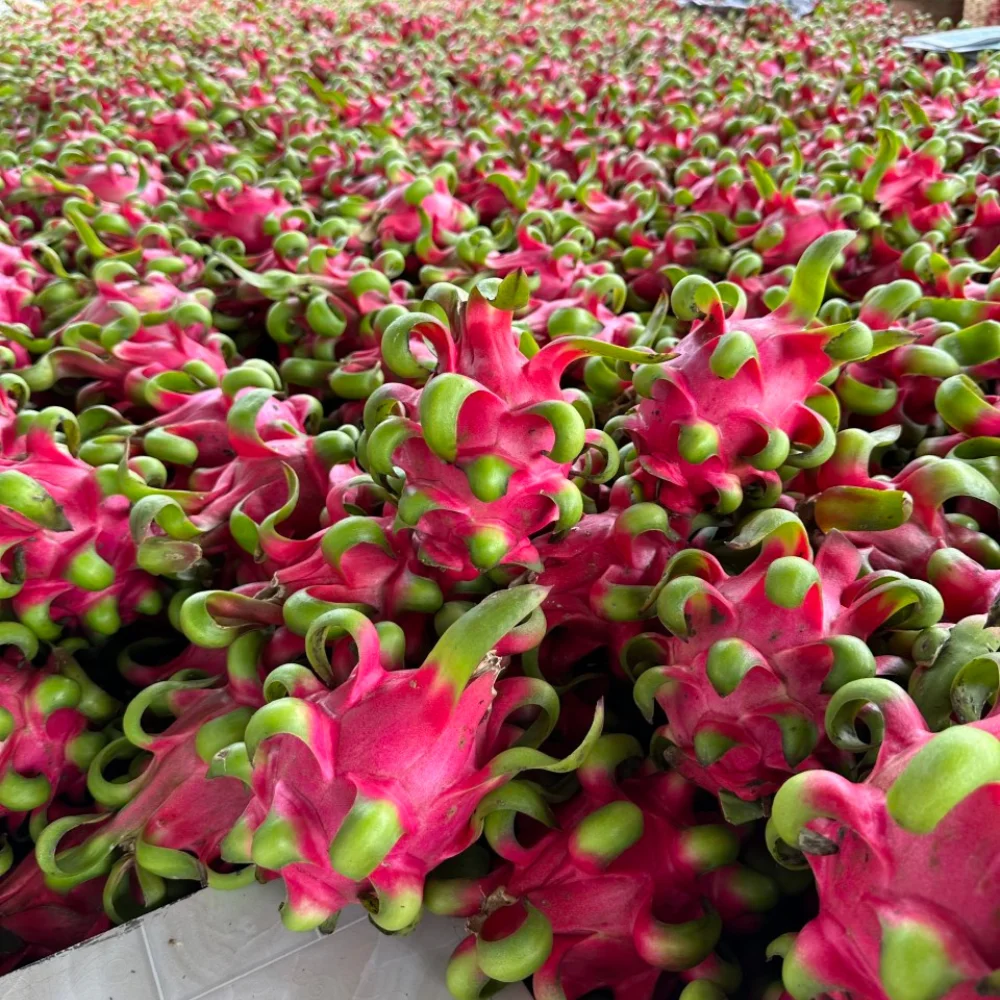 Tropical Fruit Dragon Fruit 100% Organic High Quality Ready To Ship Wholesales Fresh Carton Box From Vietnam Manufacturer