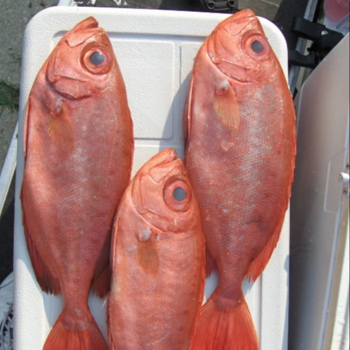 Selling Quality Round Big Eyes Scad Fish Natural Red Color Frozen Whole Round Big Eyes Scad Fish With 0.05% Max Moisture