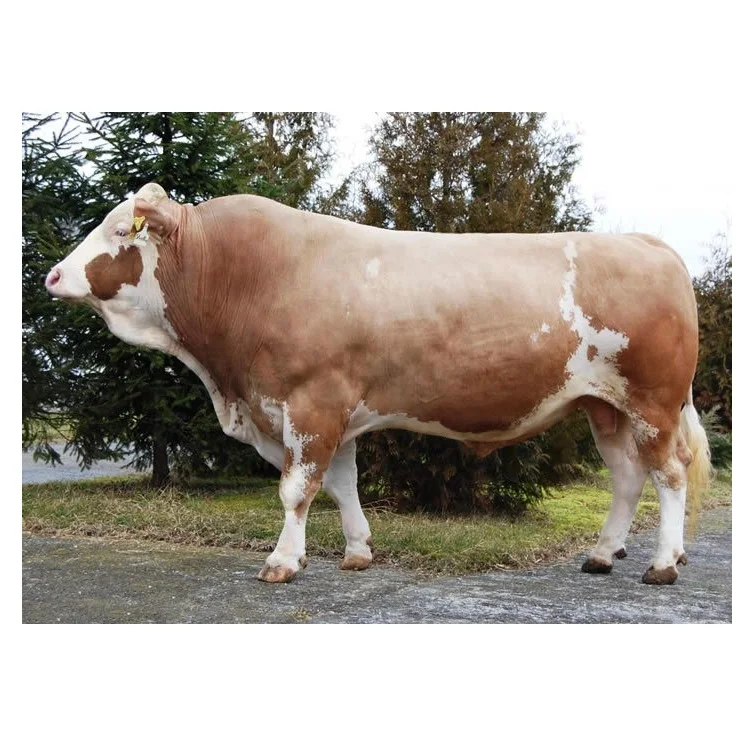 Молочный скот Holstein Friesians