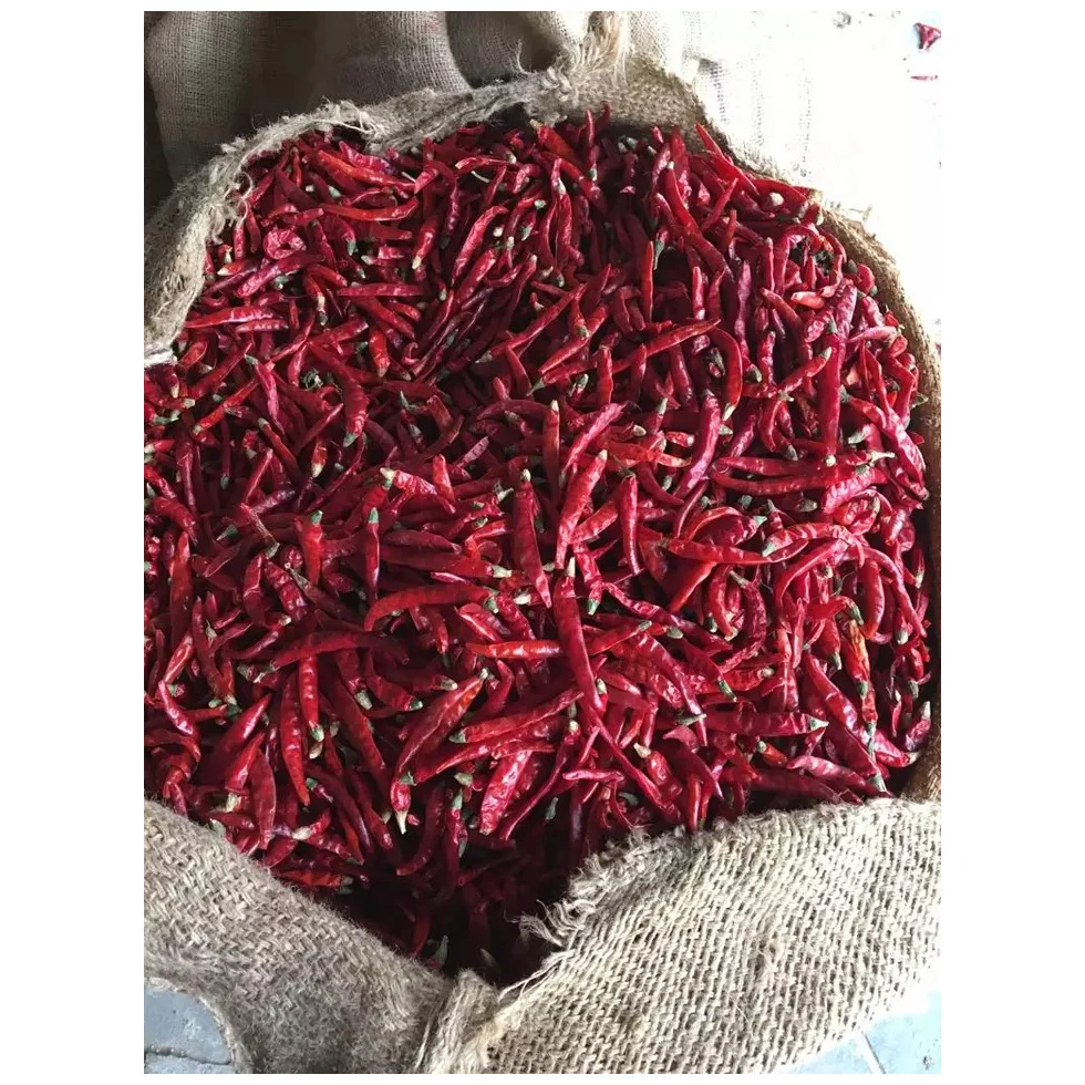 Best Dealer Of Red Fresh Chili Pepper At Low Prices Hot Sale in Bulk Quantity High Quality Dried Red Chili Export