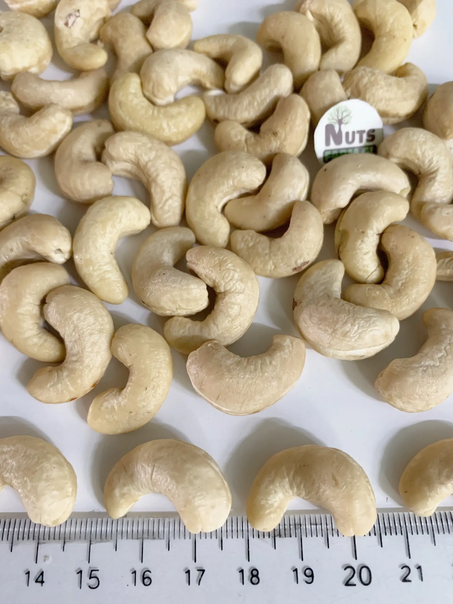 Premium Nuts - CASHEW KERNEL WW240 (220-240 seed/ pound) ORIGIN OF VIETNAM available for export