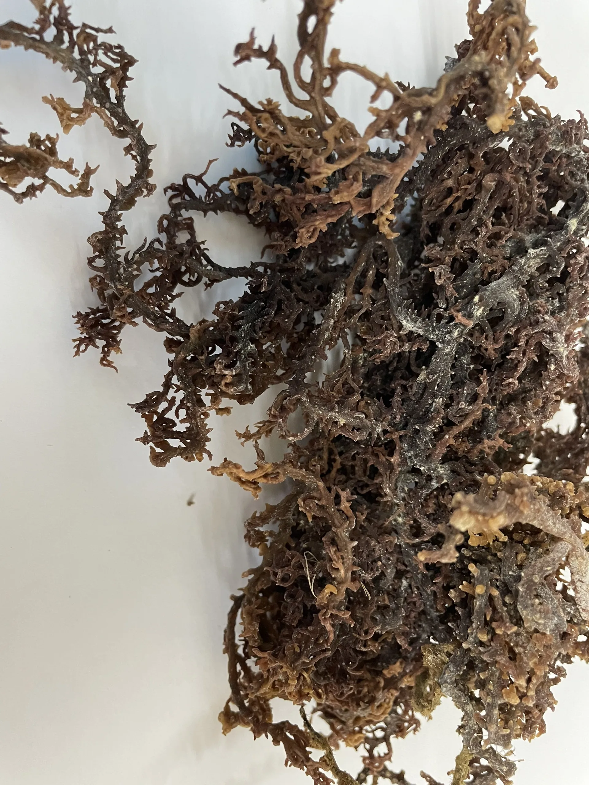 HIGH QUALITY Wild Crafted Dried Spicy Seaweeds Anna