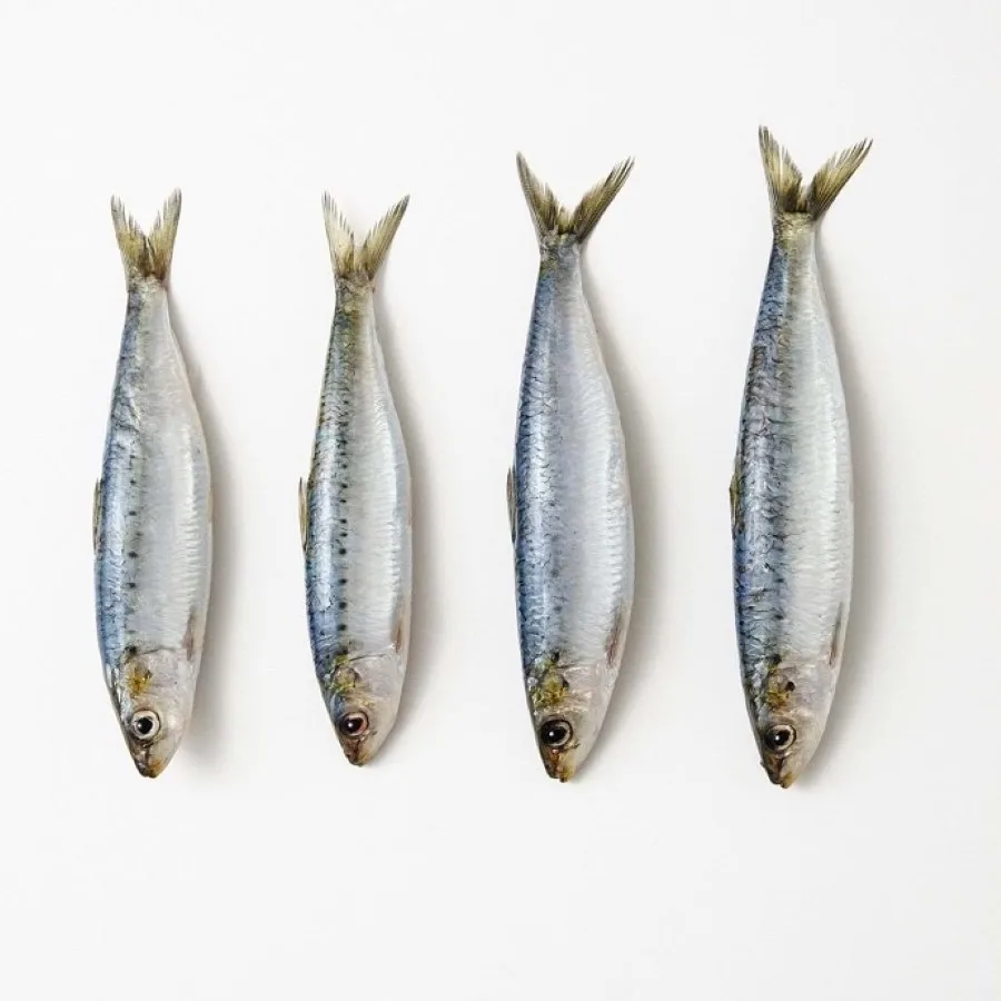 Top Selling High Quality Style BQF Process Wholesale Price Seafood Whole Frozen Sardine Exporters and Suppliers