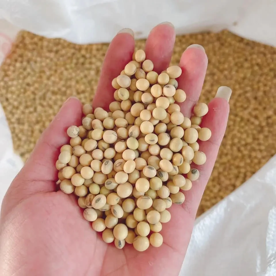 Натуральные и не-GMO Желтые Семена сои/соевые бобы/2023/2024