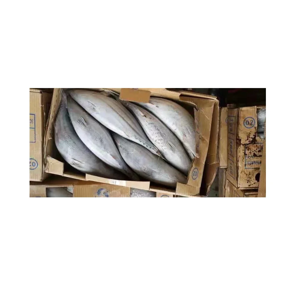 Factory Direct Hot Sale Good QualityWholesale Tuna Skipjack High Quality Sea Frozen Fish & Low Price from Indonesia
