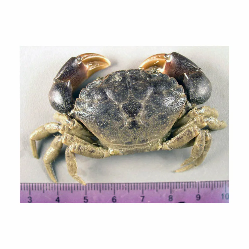 Mud Crab ,Red King Crab ,Live and Frozen Red king crab