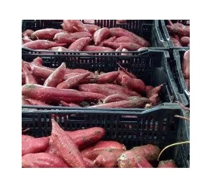 Cleaned Organic Natural Fresh Sweet Potato From Vietnam 2022