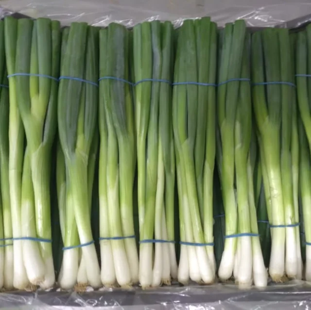 spring onion fresh and clean