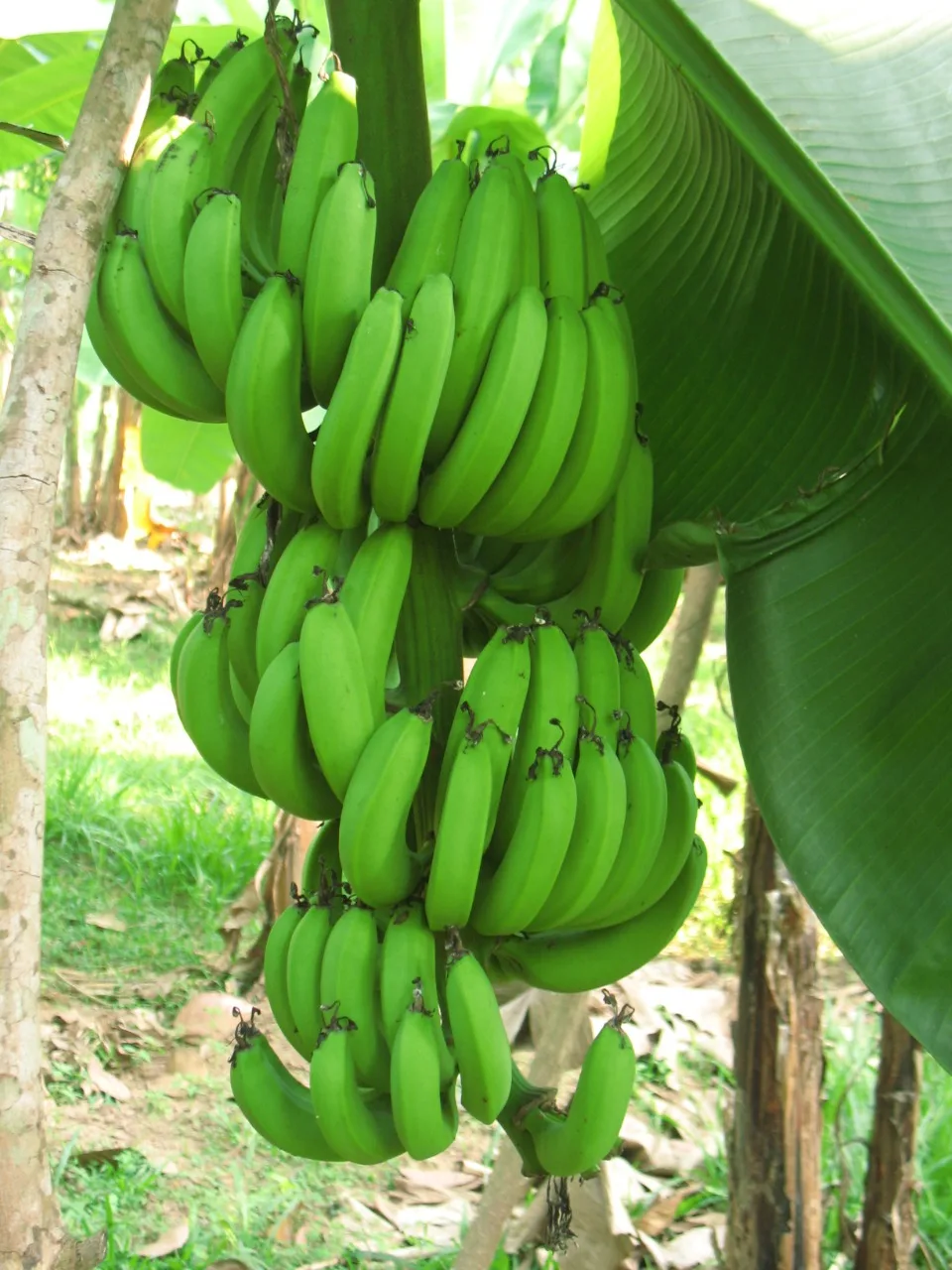 Super Quality vegetables Green Banana for Cooking Food Available at Wholesale Price from Indian Exporter