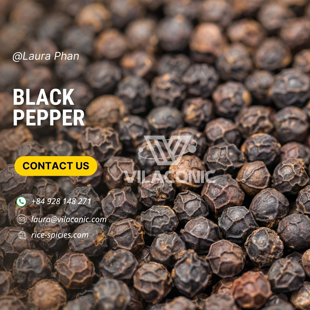 Wholesaler High Quality Dried Black Pepper with The Best Cheapest Factory Price All Size New Crop Laura wa +84.928.148.271