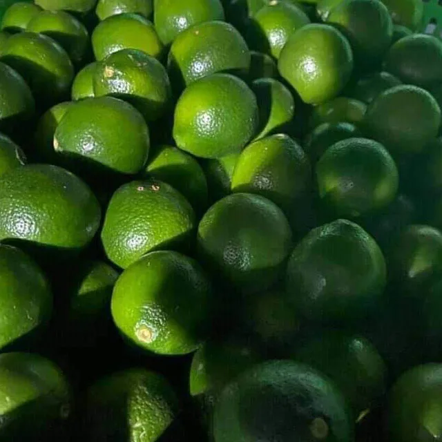 fresh green lime 10.jpg